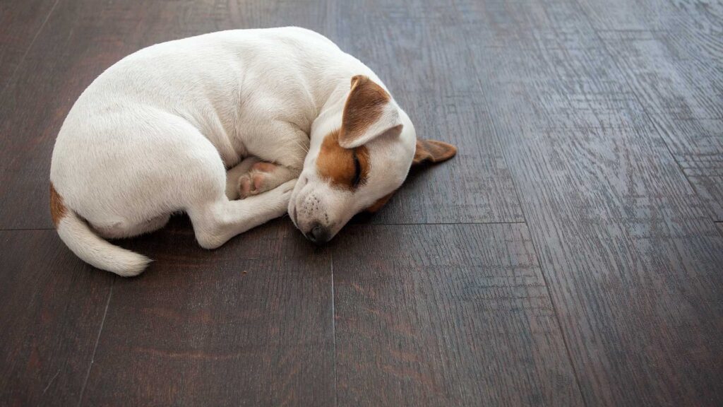 The Ideal Flooring for Homes With Pets